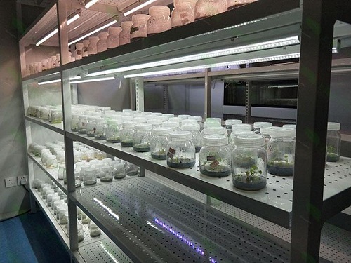 吴中植物组织培养实验室设计建设方案